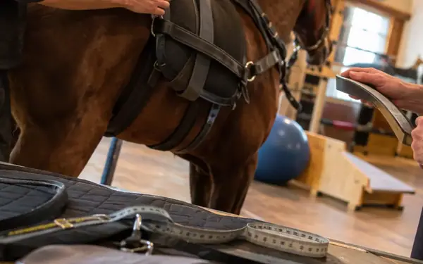 Assessing Saddle Fit Biomechanics for the Ex-Harness Racer