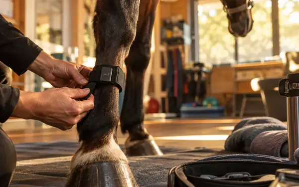 Case Study: How 'Jersey Jewel' Adapted Her Cardiovascular System for 25-Mile Endurance Rides
